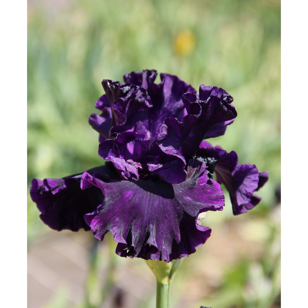 Iris NOBLE GESTURE Vente En Ligne Iris Du Val De Dr me