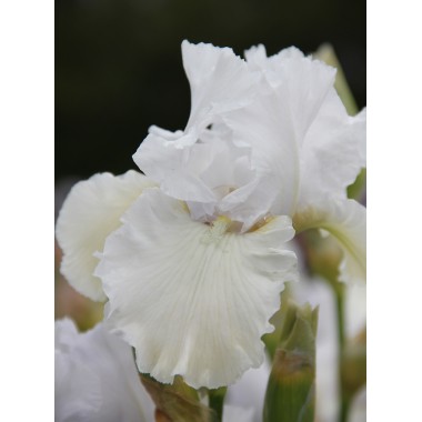 Iris blanc PURE INNOCENCE - Iris du Val de Drôme